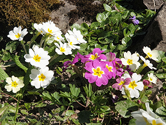 Frühling im Liebefeld_s